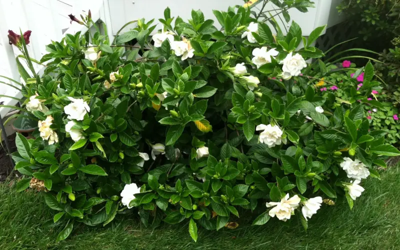 chữa mộng thịt bằng cây dành dành theo dân gian