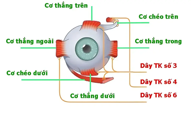 nguyên nhân gây lác mắt