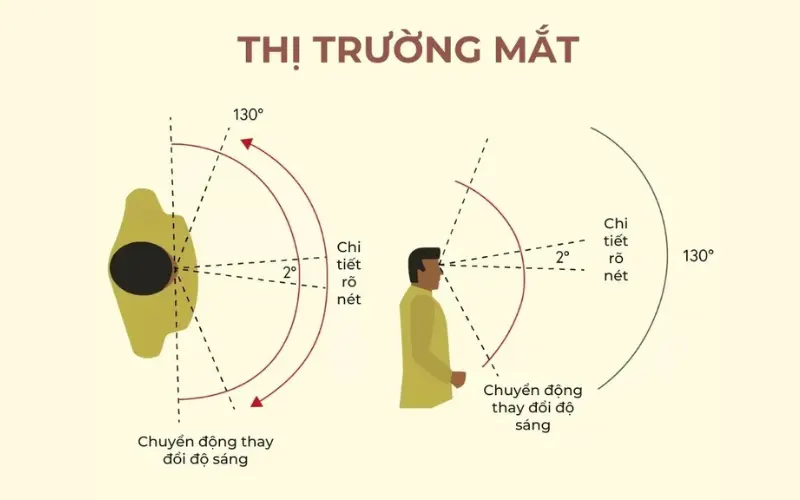thị trường là gi
