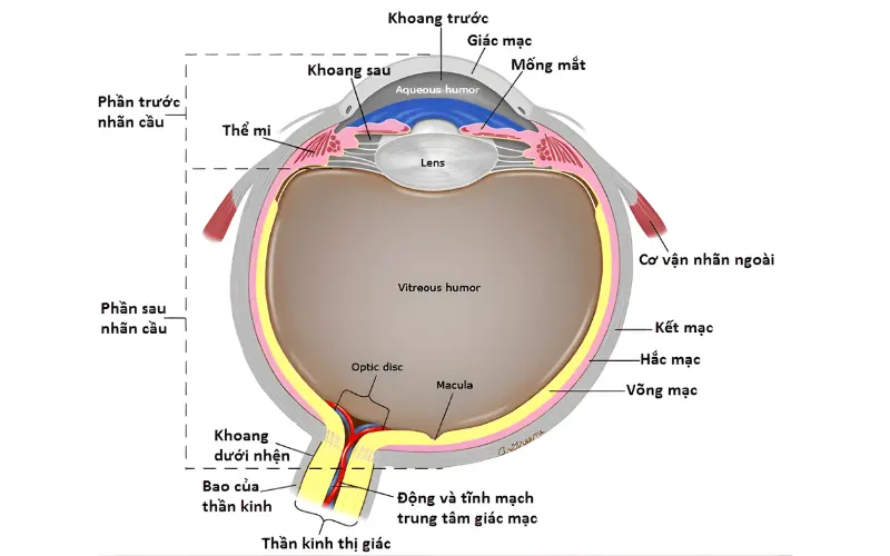 hắc mạc và võng mạc