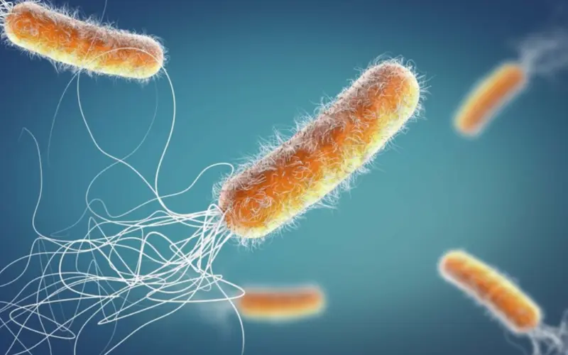 vi khuẩn pseudomonas aeruginosa